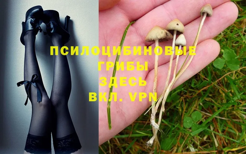 нарко площадка какой сайт  Высоковск  OMG ссылки  Псилоцибиновые грибы MAGIC MUSHROOMS  купить закладку 